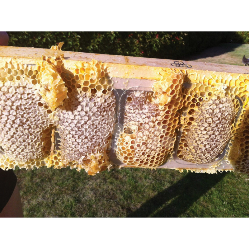 L'apiculteur Place La Ruche Un Nouveau Cadre Pour Le Miel Nid D'abeilles  Image stock - Image du ferme, cadre: 90112681
