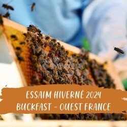 ESSAIM HIVERNE BUCKFAST SUD FRANCE- 5 C DADANT - Liv Langon 33