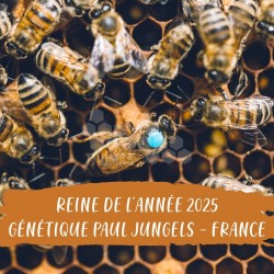 REINE DE L'ANNEE FECONDEE FRANCE GENETIQUE P.JUNGELS - Pornic 44