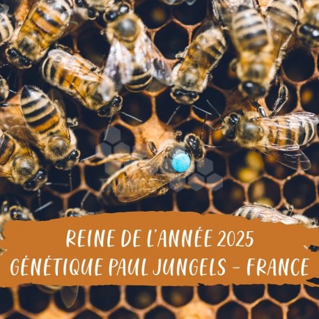 REINE DE L'ANNEE FECONDEE FRANCE GENETIQUE P.JUNGELS - Pornic 44