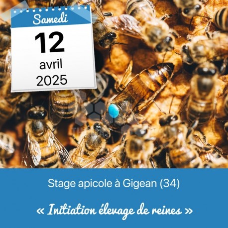 STAGE APICOLE GIGEAN - INITIATION ELEVAGE DE REINES