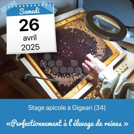 STAGE APICOLE GIGEAN - PERFECTIONNEMENT ELEVAGE DE REINES